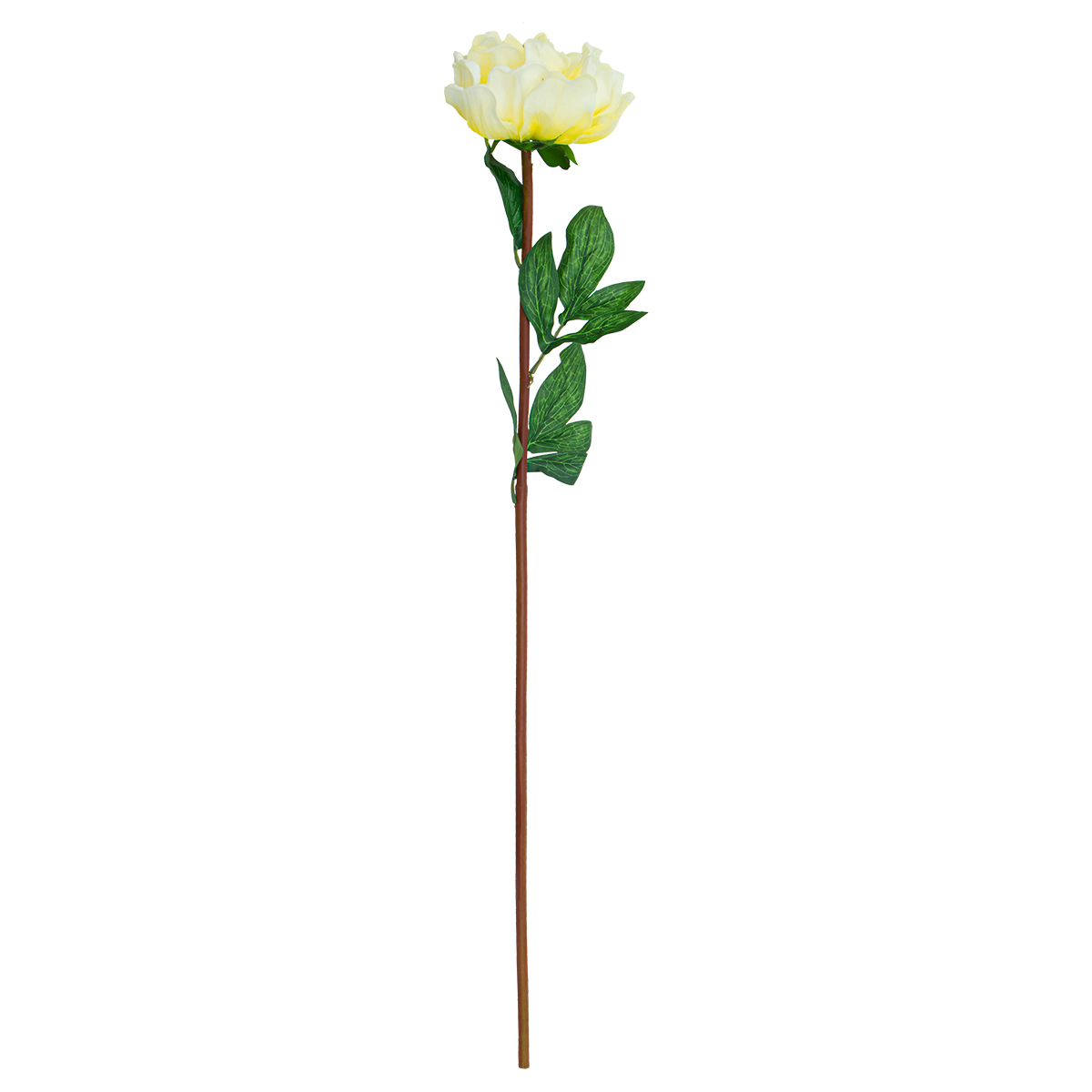 Flor Peonia Blanca/amarilla | Flores | decoracion